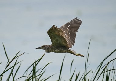 Olgunlaşmamış siyah taç gece balıkçılı (Nycticorax nycticorax) uçuş, göl Chapala, Jalisco, Meksika