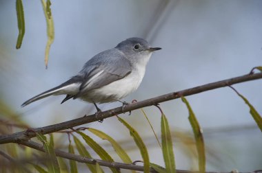 Mavi-gri gnatcatcher (Polioptila caerulea) tünemiş bir ağaçta - Ajijic, Jalisco, Meksika