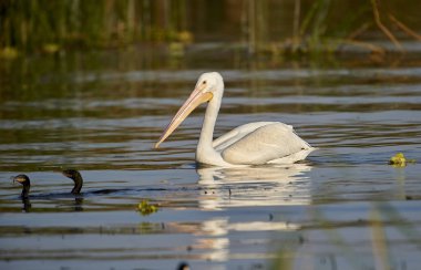 Göl Chapala - Ajijic, Jalisco, Meksika içinde yüzme Amerikan beyaz Pelikan (Pelicanus erythrorhynchos)