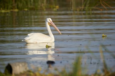 Göl Chapala - Ajijic, Jalisco, Meksika içinde yüzme Amerikan beyaz Pelikan (Pelicanus erythrorhynchos)