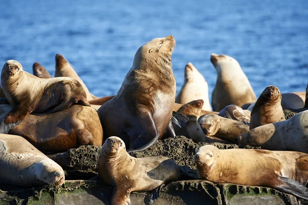 Steller Sea Lion (Eumetopias jubatus) also known as the Northern Sea Lion and Steller\'s Sea Lion on rocks near Valdes Isand, British Columbia, Canada