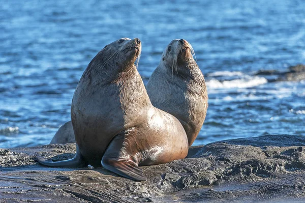 Steller deniz Valdes kurtarmasından, British Columbia, Kanada yakınındaki kayalarda kuzey deniz aslanı ve Steller's deniz aslanı da bilinen aslan (Eumetopias jubatus)