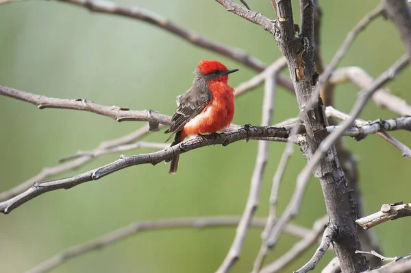 Moucherolle Vert Pyrocephalus Rubinus Perché Dans Arbre Ajijic Jalisco Mexique — Photo