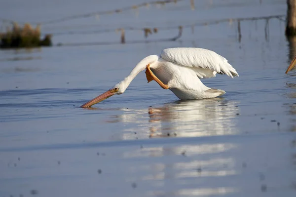 Pelicano Branco Americano Pelicanus Erythrorhynchos Nadando Lago Chapala Ajijic Jalisco — Fotografia de Stock