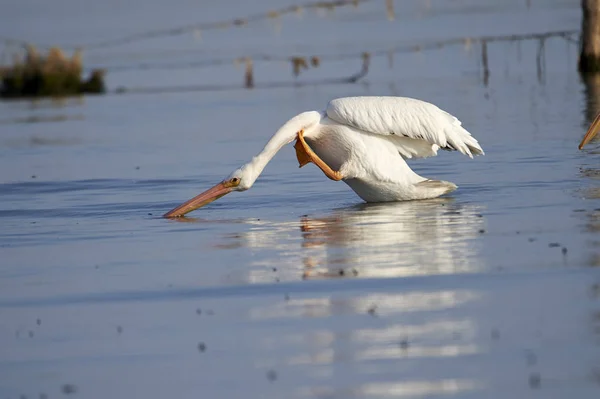 Pelican Amérique Pelicanus Erythrorhynchos Nageant Dans Lac Chapala Ajijic Jalisco — Photo