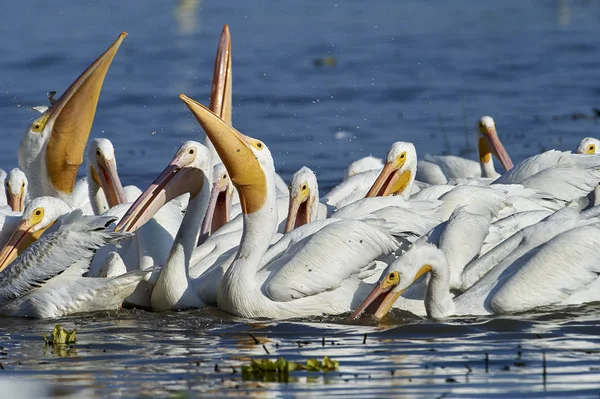 Group American White Pelicans Pelecanus Erythrorhynchos Feeding Fish Lake Chapala — Stock Photo, Image