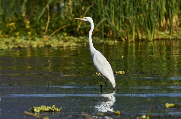 Great Egret Ardea Alba Hunting Edge Lake Chapala Jalisco Mexico — Stock Photo, Image