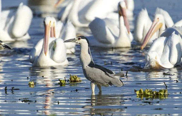 Garça Noite Coroada Negra Nycticorax Nycticorax Caça Longo Borda Lago — Fotografia de Stock