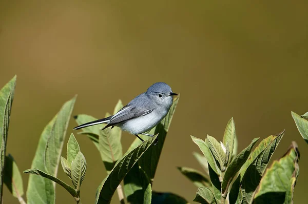 Peched Árbol Ajijic Jalisco México Polyoptila Caerulea — Foto de Stock