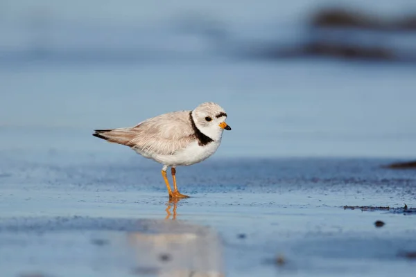 Piping plover (charadrius melodus) gelgit hattı boyunca arama, Cherry Hill Sahili, Nova Scotia, Kanada,