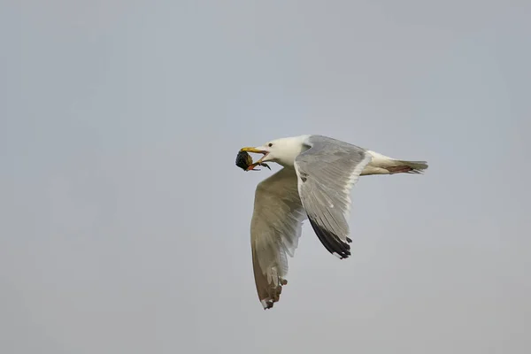 นกนางนวลอเมร เฮอร ลาร อาร เจนต พกป ชายหาดเครสเซนต โนวา สโกเท แคนาดา — ภาพถ่ายสต็อก