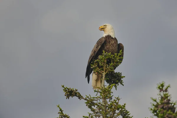 Águia Careca Haliaeetus Leucocephalus Empoleirada Topo Abeto Petite Riviere Nova — Fotografia de Stock