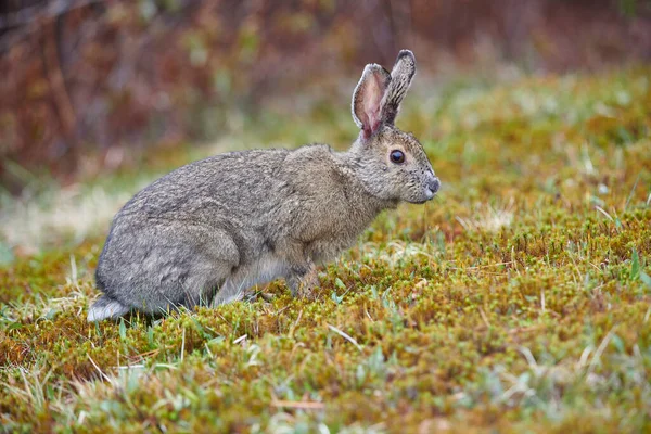 Kar Ayakkabısı Tavşanı (Lepus americanus) ormanın kıyısındaki kısa çimlerle besleniyor, Cherry Hill, Nova Scotia, Kanada