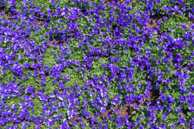 Homo Çiçek Bahçe arka planda çiçeklenme