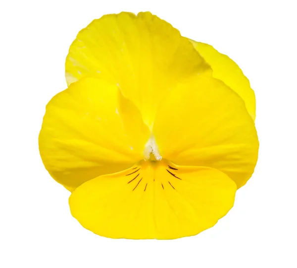 Viola Yellow Pansy Flower Isolated White Background Object Clipping Path — Stock Photo, Image