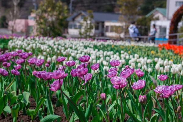 Beautiful floral purple tulips in flowers garden.