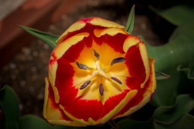 Güzel Lale çiçeği polen taneleri ile anthers Yakın Çekim Lale makro. koyu ton