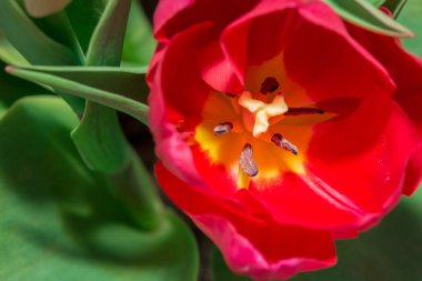 Kırmızı Lale çiçeği polen taneleri ile anthers Yakın Çekim Lale makro.