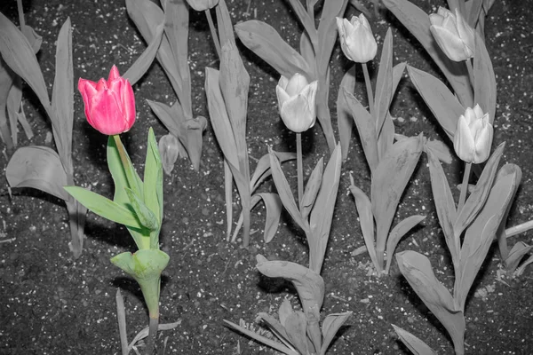 Beautiful Tulips Flower Garden Black White Different Color Concept — Stock Photo, Image