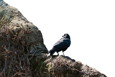 Beyaz arka plan üzerinde izole duvarda karga. Kırpma yolu olan nesne.