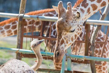 Devekuşu Zürafa'yla bir şeyler konuşuyor. sevimli hayvan arkadaş