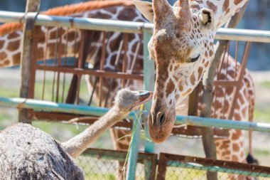 Devekuşu Zürafa'yla bir şeyler konuşuyor. sevimli hayvan arkadaş