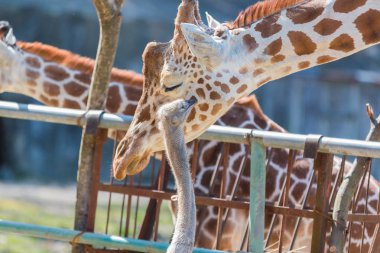 Devekuşu Zürafa'yla bir şeyler konuşuyor. sevimli hayvan arkadaş