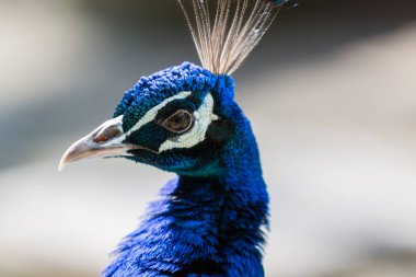 Ortak mavi tavus kuşu erkek yakın portre.