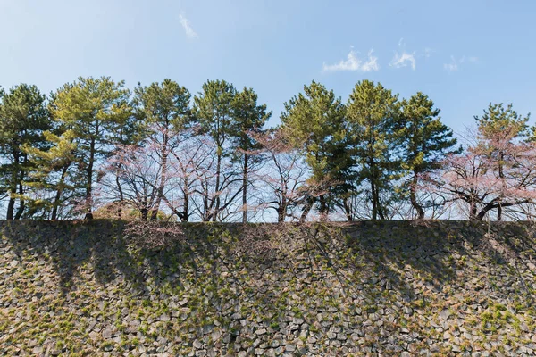 Big stone wall with trees for defence Enemy.