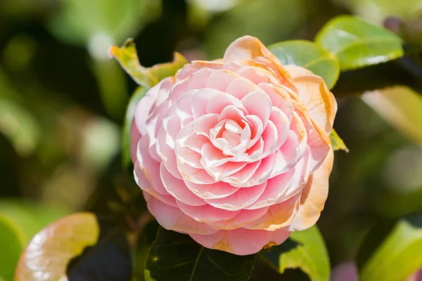 Zářivě Růžové Japonské Kamélie Květina Květu — Stock fotografie