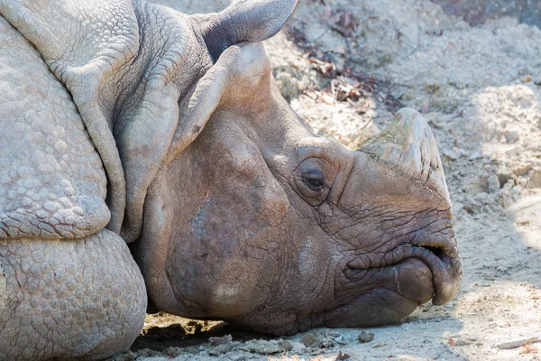 Rinoceronte Durmiendo Tierra Sucia Bosque Cerca — Foto de Stock