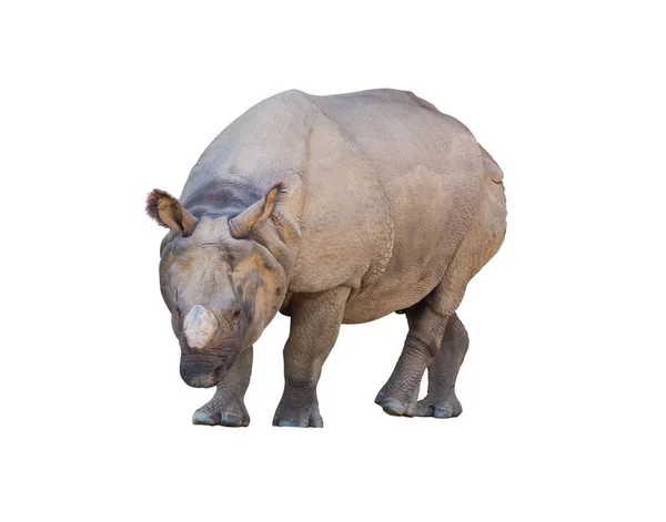 Rinoceronte Caminando Aislado Sobre Fondo Blanco Objeto Con Ruta Recorte — Foto de Stock