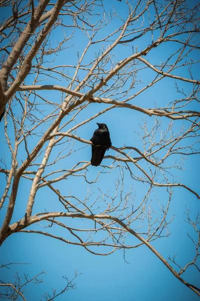 乌鸦在干燥的树枝与天蓝色背景 — 图库照片