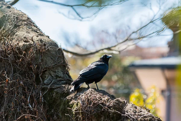 Corbeau Sur Mur Avec Fond Nature — Photo