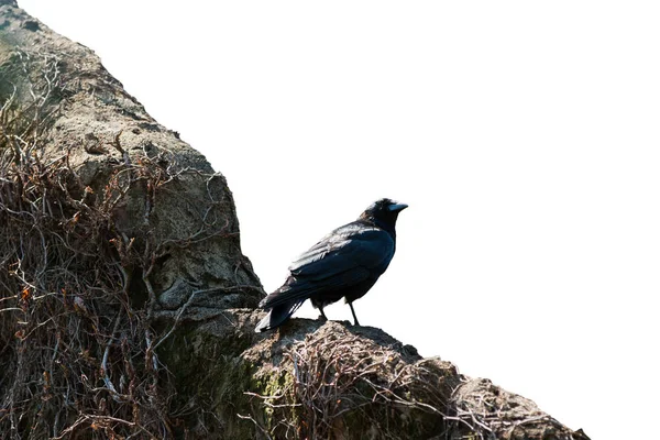 Crow Stěně Izolovaná Bílém Pozadí Objekt Ořezovou Cestou — Stock fotografie