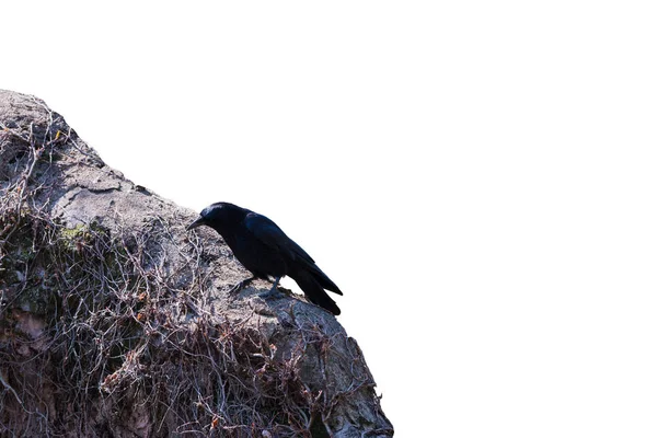 Crow Ścianie Izolowane Białym Tle Obiekt Ścieżką Przycinającą — Zdjęcie stockowe