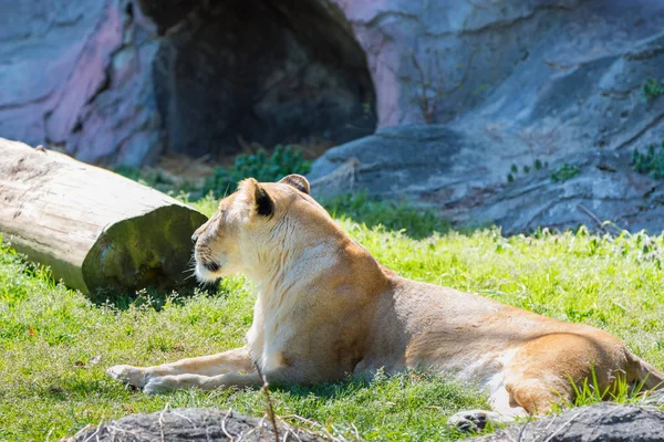 Lví Lev Sedící Zelené Trávě Denního Světla — Stock fotografie