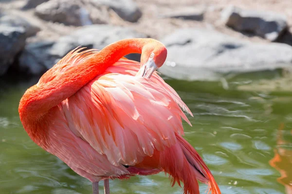 Chilian Flamingo Vijver Met Natuur Achtergrond — Stockfoto