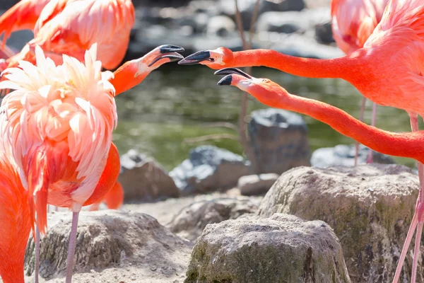 Chilian Flamingo Concurrerende Voeding Vijver — Stockfoto