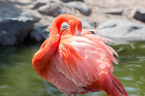 Flamenco Chileno Estanque Con Fondo Natural — Foto de Stock