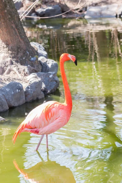 Chilian Flamingo Vijver Met Natuur Achtergrond — Stockfoto