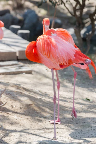 Karibi Flamingók Vagy Karib Tenger Flamingók Phoenicopterus Ruber Ruber — Stock Fotó