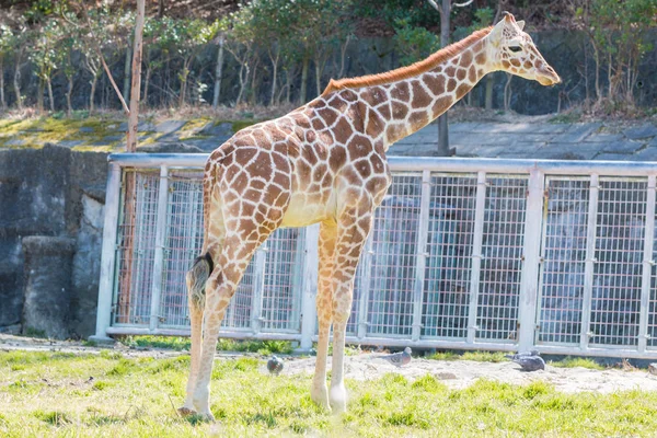 Bonita Jirafa Cerca Jirafa Bosque Los Animales Más Altos Africanos — Foto de Stock