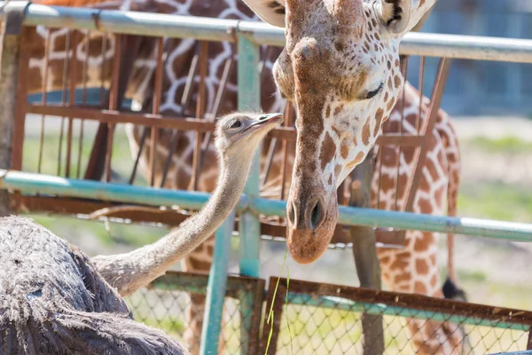 Devekuşu Zürafa'yla bir şeyler konuşuyor. sevimli hayvan arkadaş