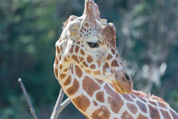 Beautiful Giraffe Close up, Giraffe in forest, The Tallest Animal, African