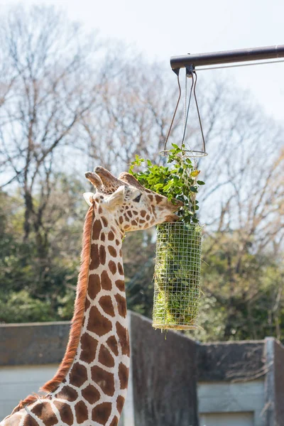 Jirafa Comiendo Hierba Hoja Verde Cesta — Foto de Stock