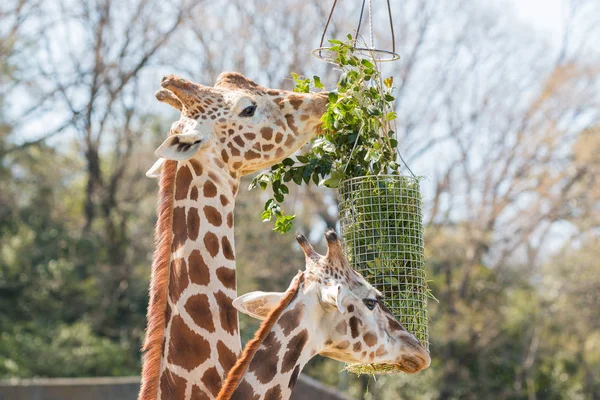 Jirafa Comiendo Hierba Hoja Verde Cesta — Foto de Stock