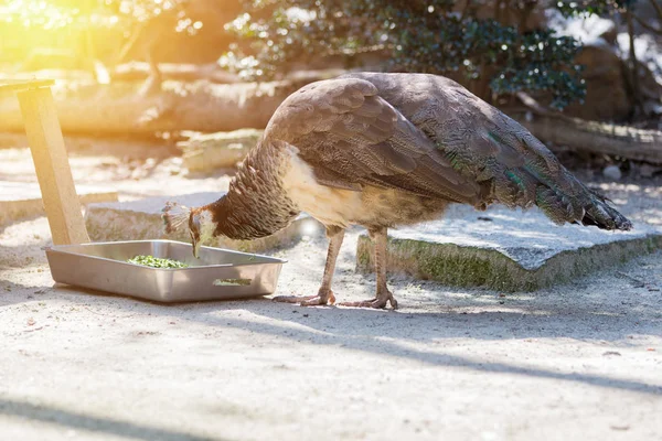 Búho Real Común Macho Comer Alimentos Caja Metal — Foto de Stock