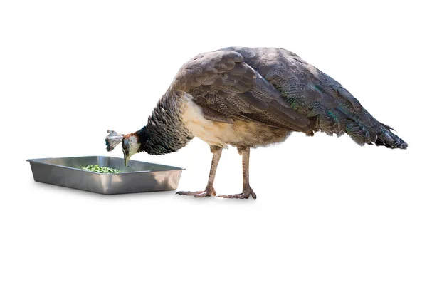 Gemeenschappelijke Pauw Mannelijke Eten Eten Geïsoleerd Witte Achtergrond Object Met — Stockfoto