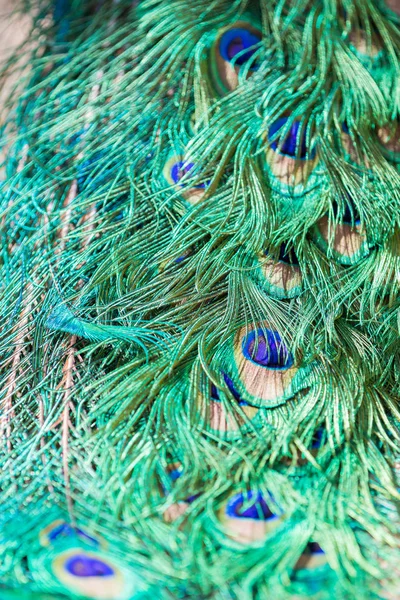 Plumas Coloridas Pavo Real Shallow Dof Cerca — Foto de Stock